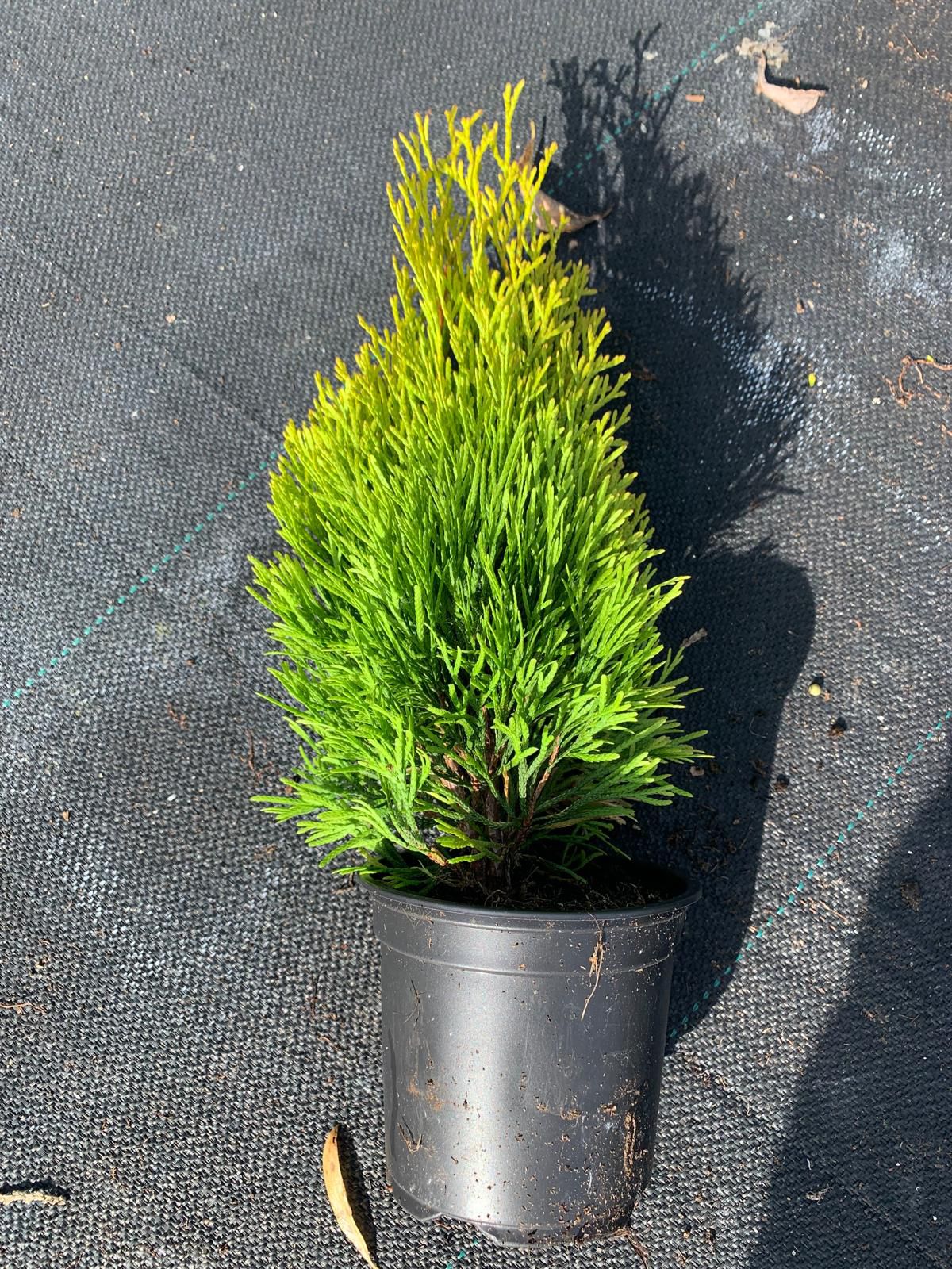 Туя западная Голден Брабант